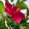 a red flower with green leaves